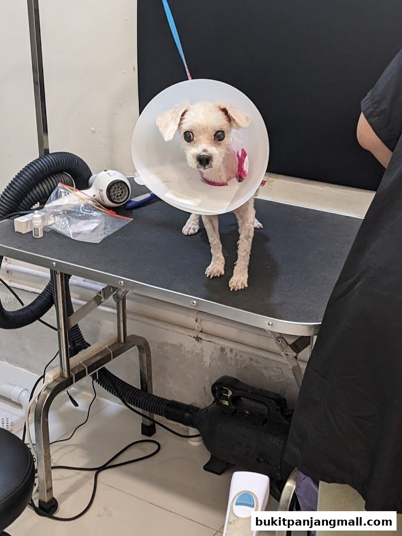 A small dog wearing a cone collar sits on a grooming table with grooming equipment.