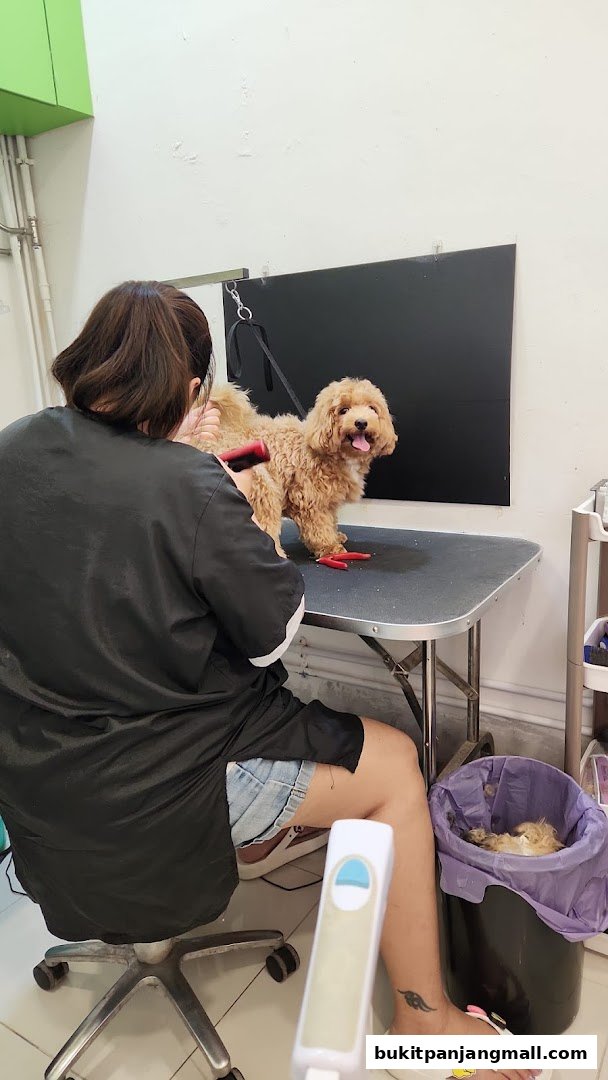 A groomer brushes a fluffy dog on a grooming table in a pet salon.