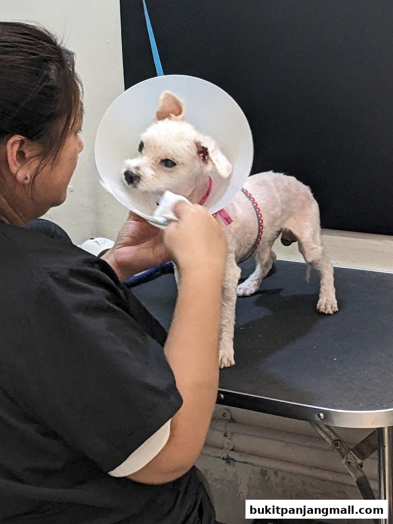 A groomer cleans a small white dog wearing an Elizabethan collar.