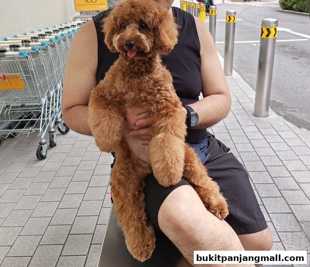 A person holds a fluffy brown poodle in front of a row of shopping carts.