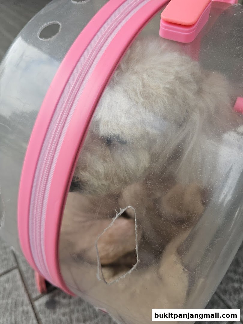 A fluffy dog peeks out from a transparent pet carrier with pink trim.