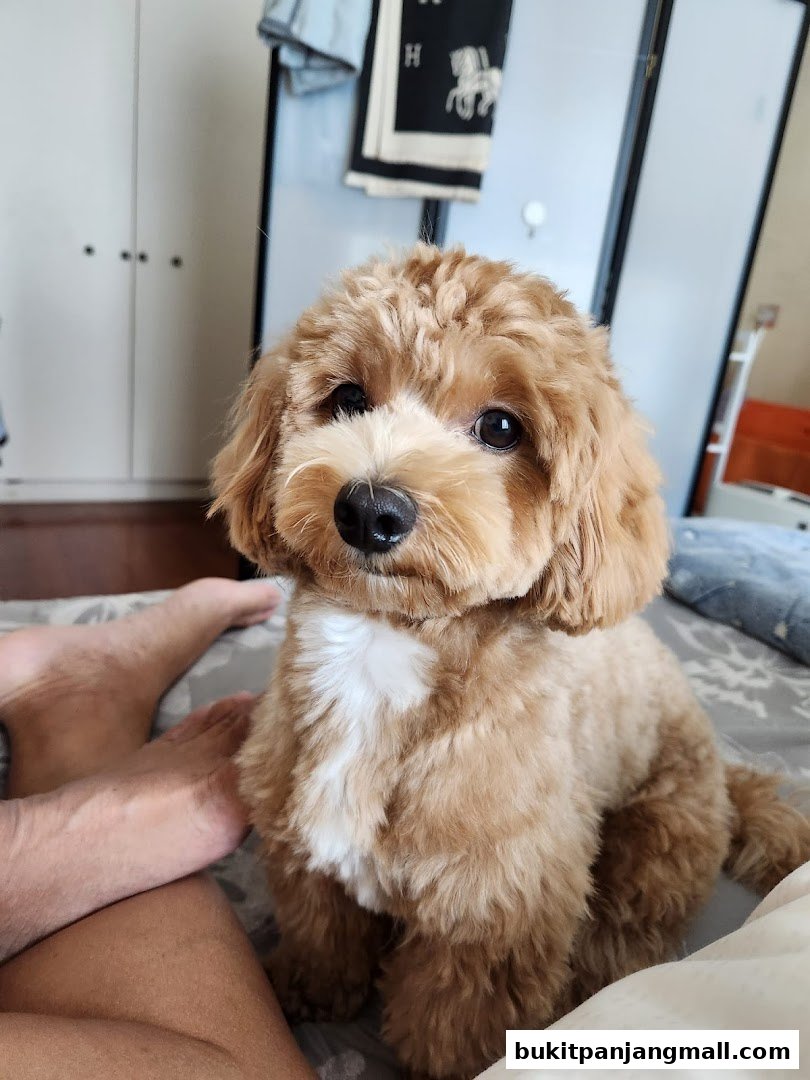 A cute, fluffy brown dog with a white chest sits on a bed next to a person's leg.